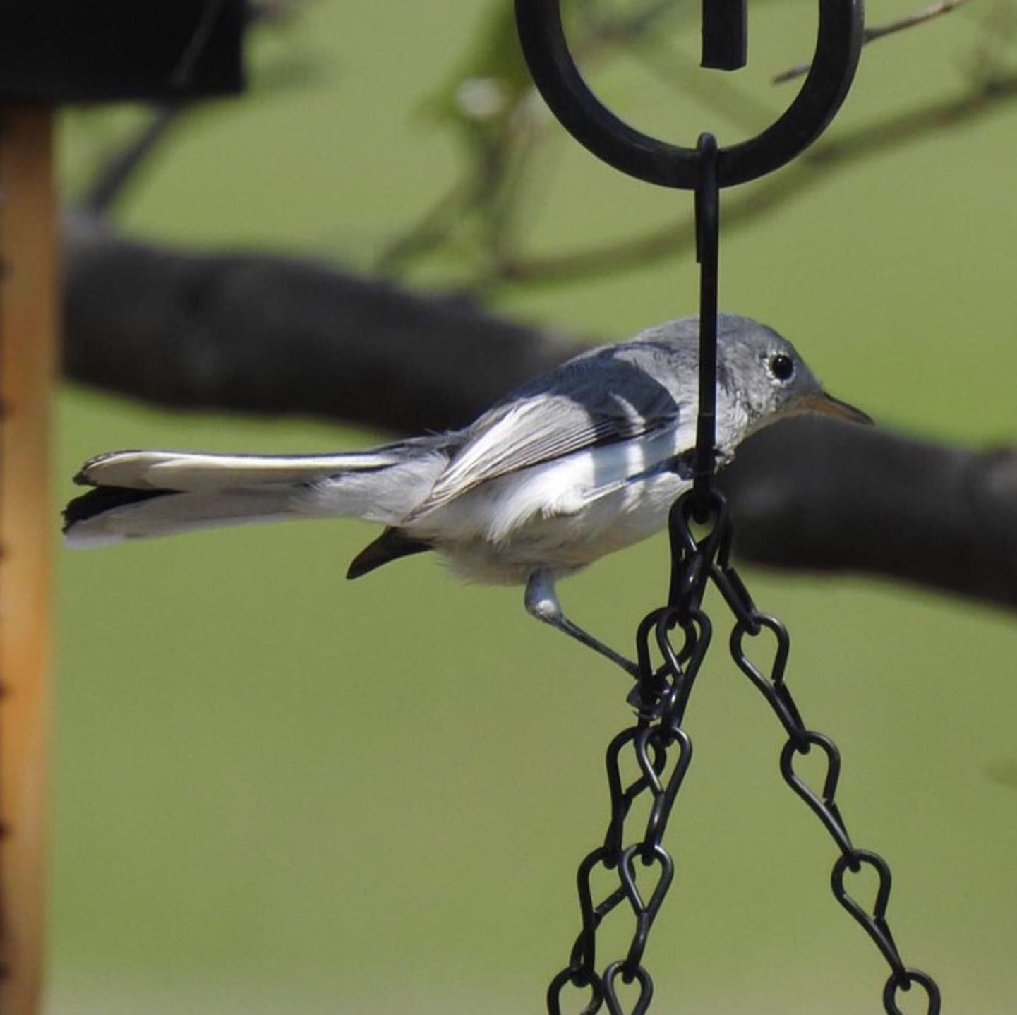 Gnatcatcher